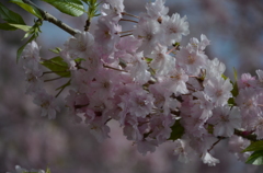 今年最後の桜かなぁ