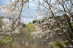 歴史を感じる丘で