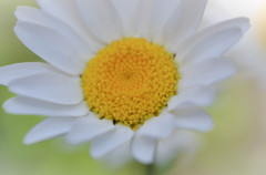 丸い中の三角形？