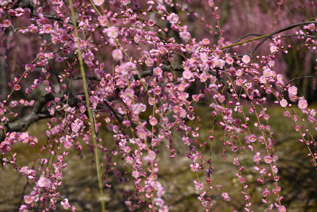 百花