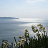 光る海