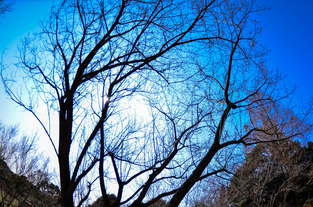 春を待つ木々