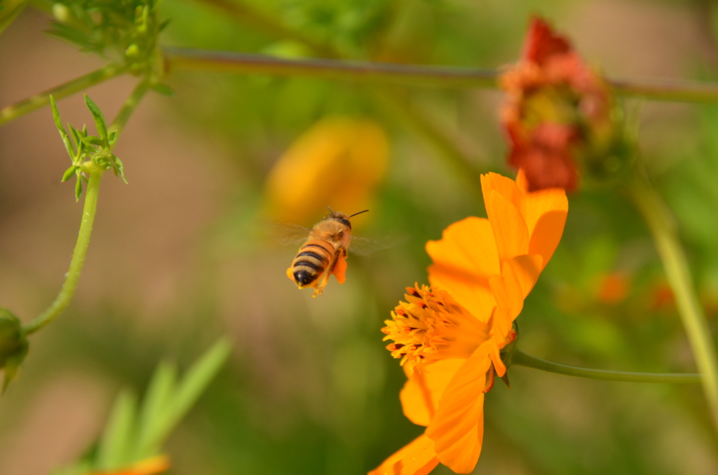 ブンブンブンブン蜂が飛ぶ♪