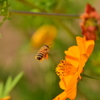 ブンブンブンブン蜂が飛ぶ♪