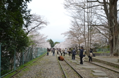 桜のある風景