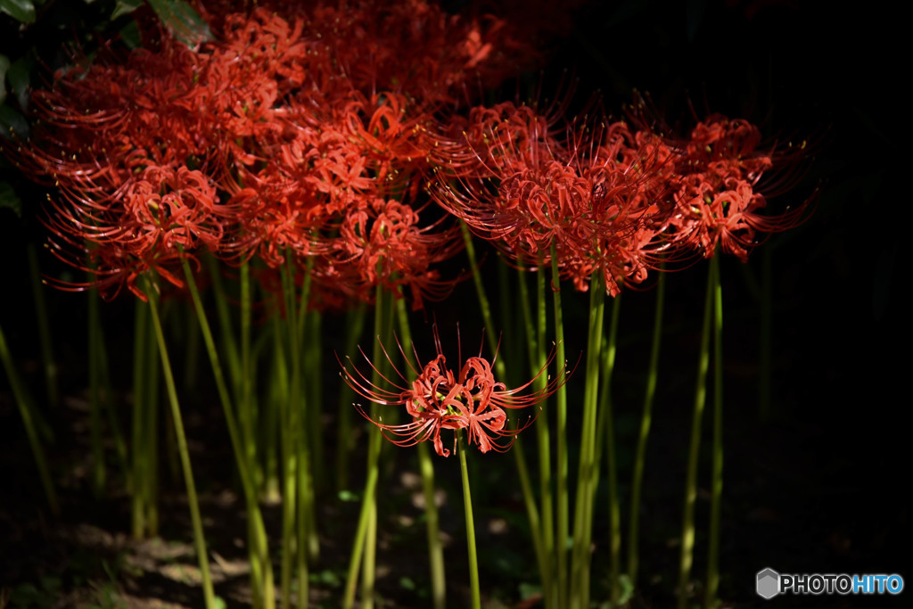 朱花