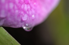 Water Drops