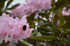 熊蜂は飛ぶ