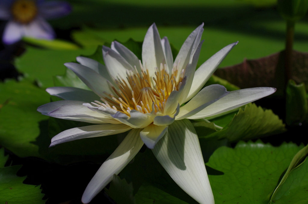 White water lily 