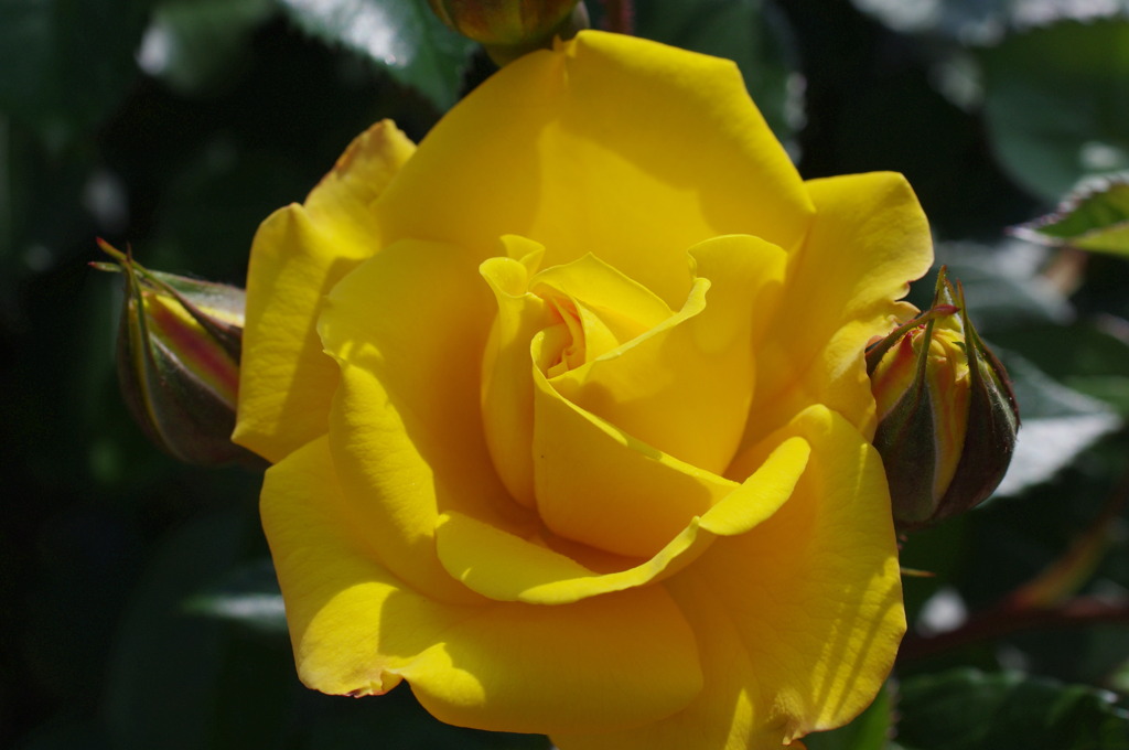 yellow Rose