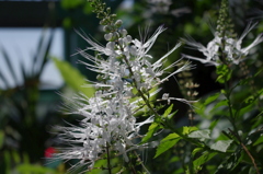 水生植物園で１１