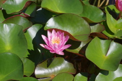 水生植物園で２９