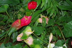 水生植物園で１