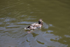 神戸花鳥園４８