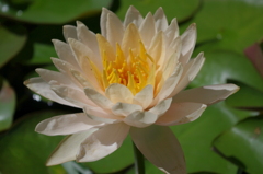 水生植物園で２５