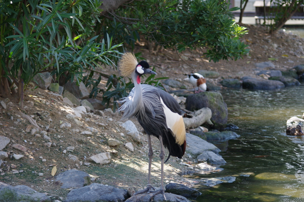 神戸花鳥園５７
