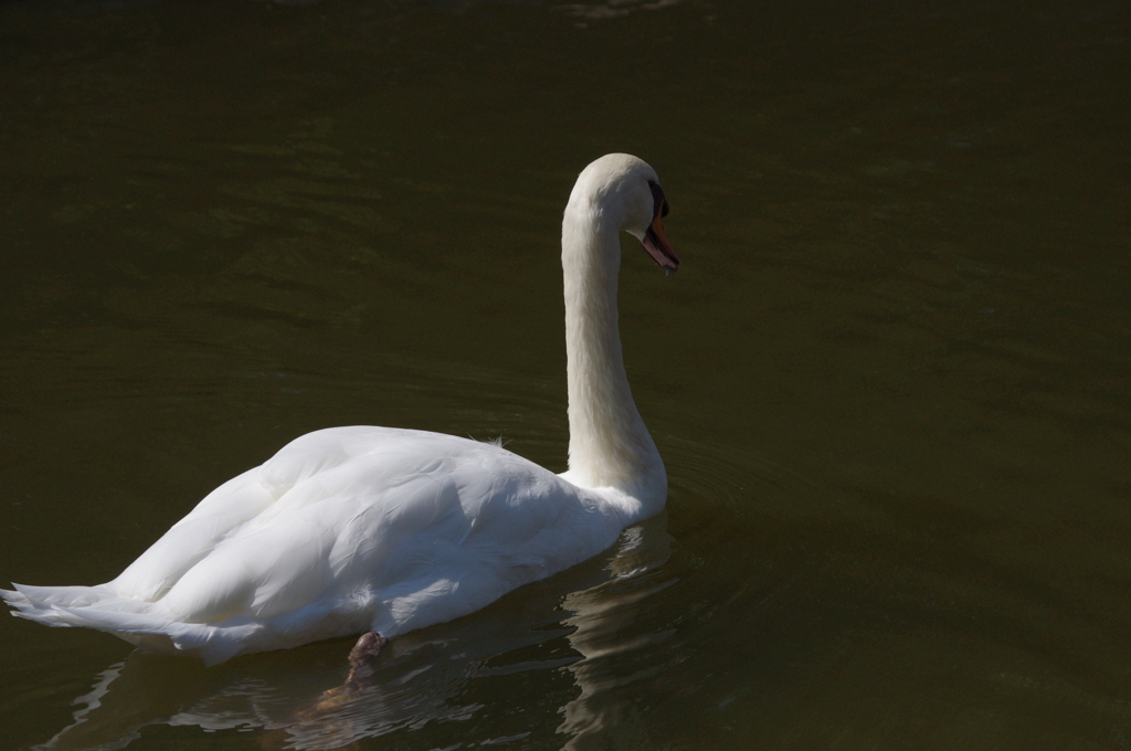 神戸花鳥園５９