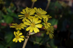 大山崎山荘美術館で