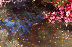 大山崎美術館の紅葉