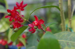 クリスマスカラー