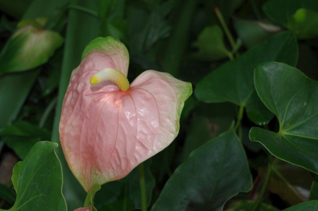 水生植物園で２