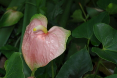 水生植物園で２