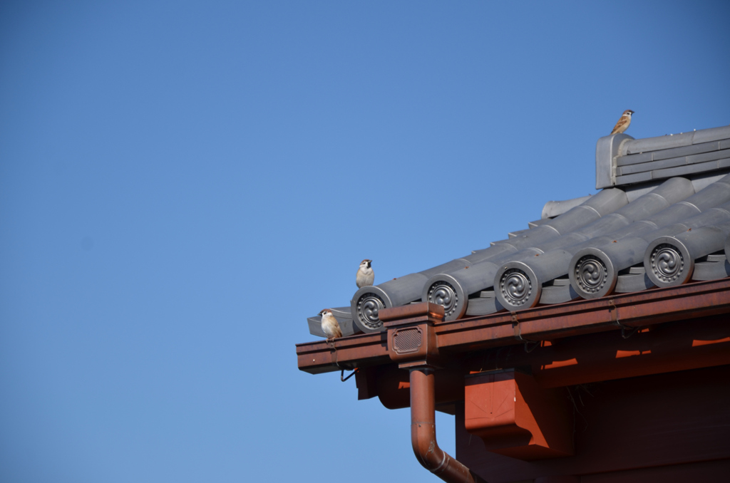 スズメ