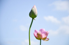 独り立ち