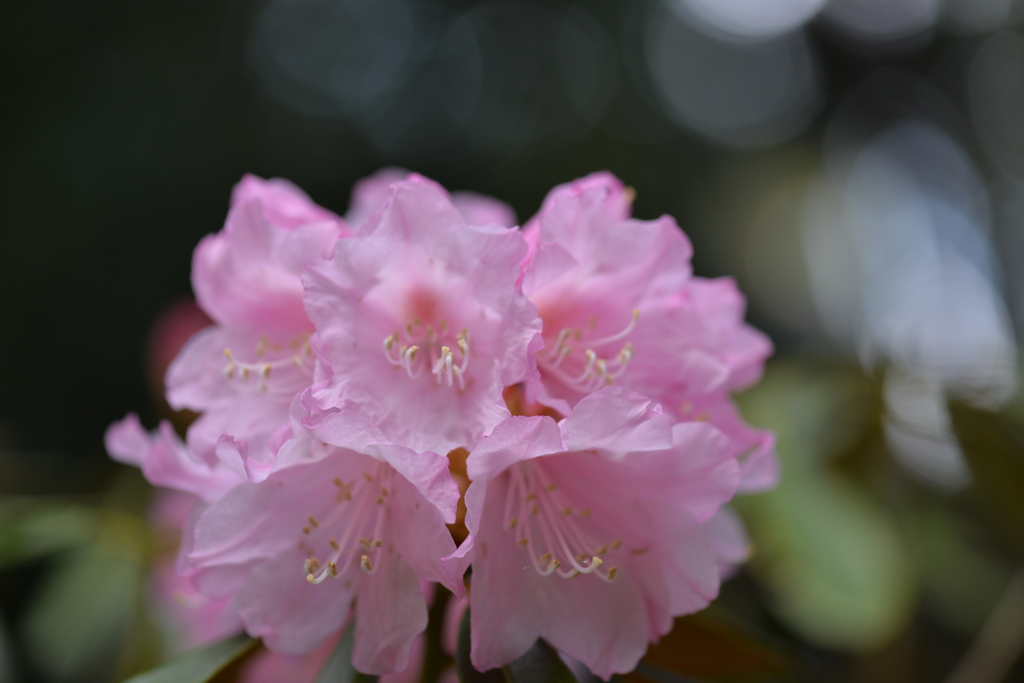 石楠花の花