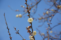 は～るよ来い