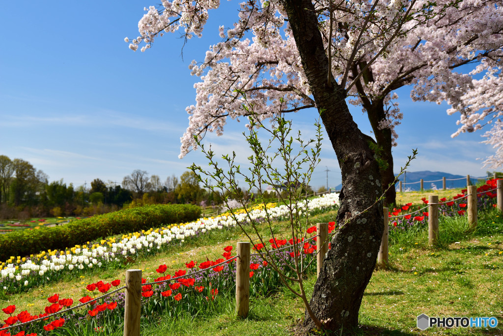 気持ちの良い日、満開の花