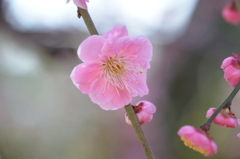 梅の花