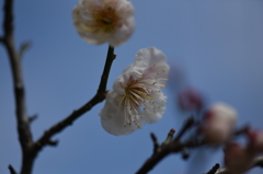 白梅Ⅱ