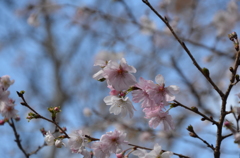 十月桜