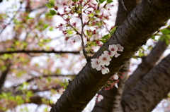 残り花