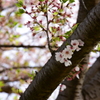 残り花
