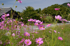 のどかな秋の日