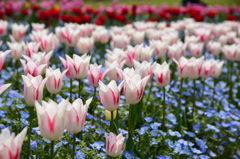 花園