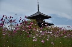 法起寺とコスモス