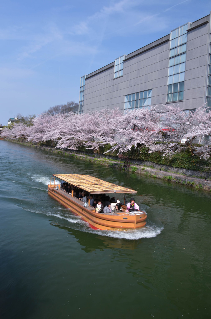 桜の楽しみ方 3