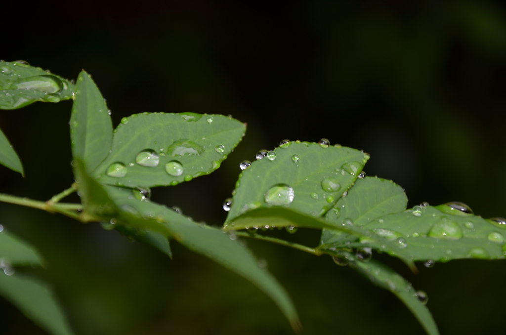 今日も雨・・・