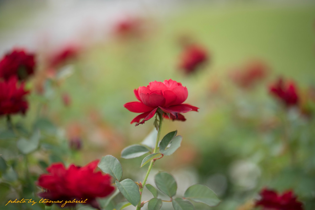 秋の紅い薔薇
