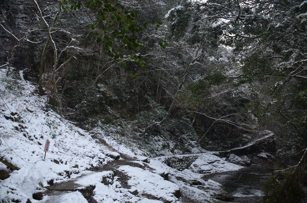 雪の降る道