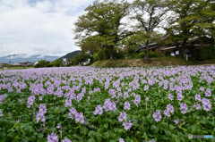 今年も満開に