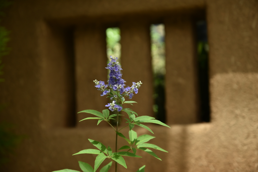 窓辺の花