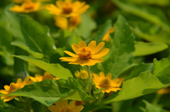 好きな色の花