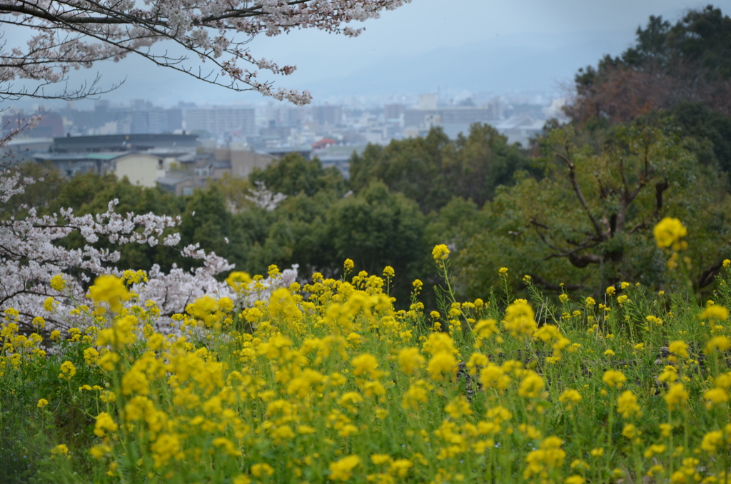 春の景色