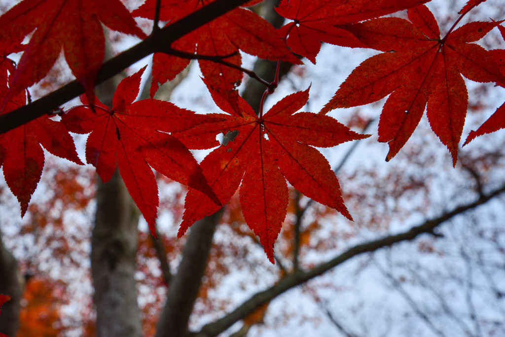 紅（くれない）