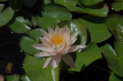 水生植物園で２６