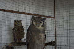 神戸花鳥園７０